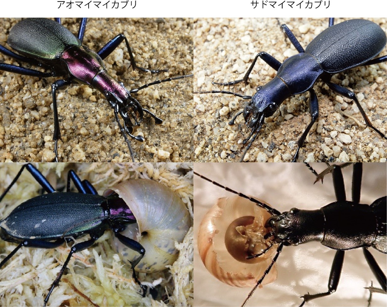 ニュース :: 【研究発表】昆虫からほ乳類まで保存的な遺伝子がオサムシ